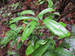 Abuta grandifolia