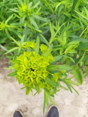 Euphorbia virgata