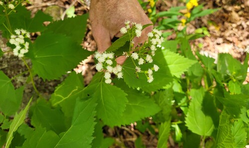 white snakeroot
