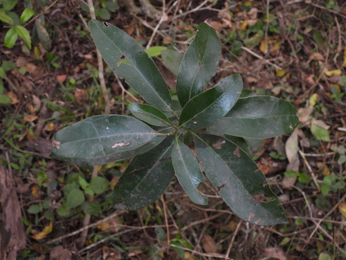 Ocotea acutifolia