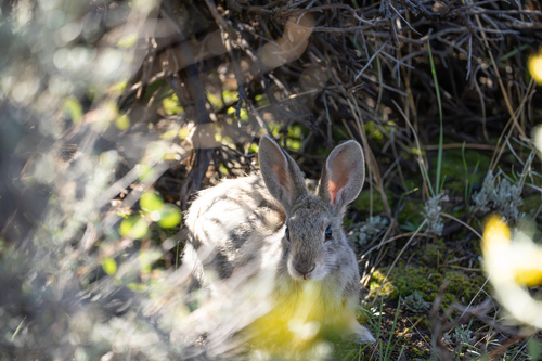Mountain Cottontail
