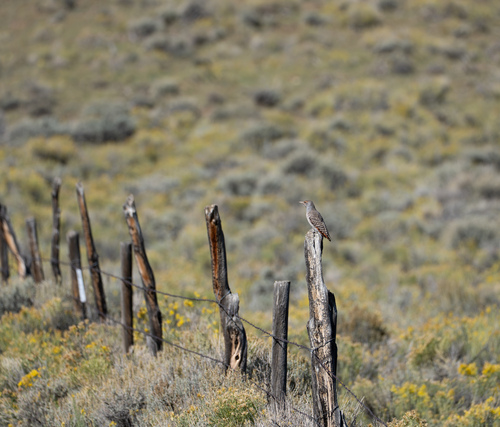 Northern Flicker