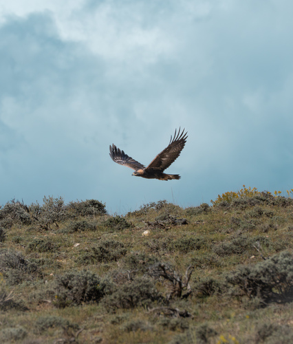 North American golden eagle
