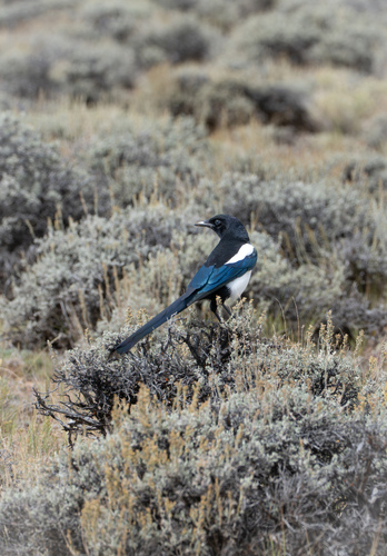 Black-billed Magpie