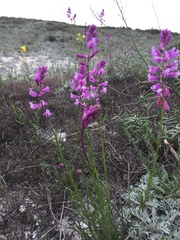 Polygala cretacea