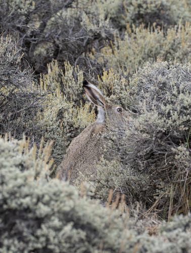 White-tailed Jackrabbit