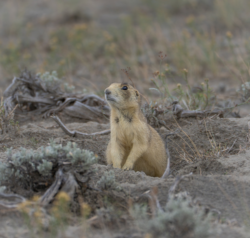 White-tailed Prairie Dog
