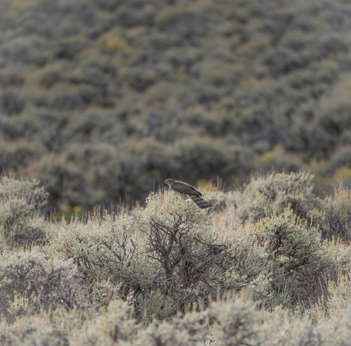 Sharp-shinned Hawk