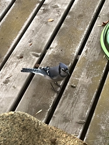 Blue Jay