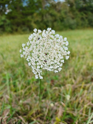 wild carrot