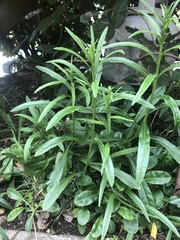 Campanula persicifolia
