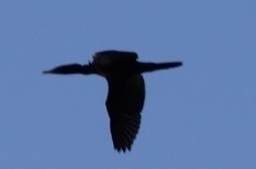 Double-crested Cormorant