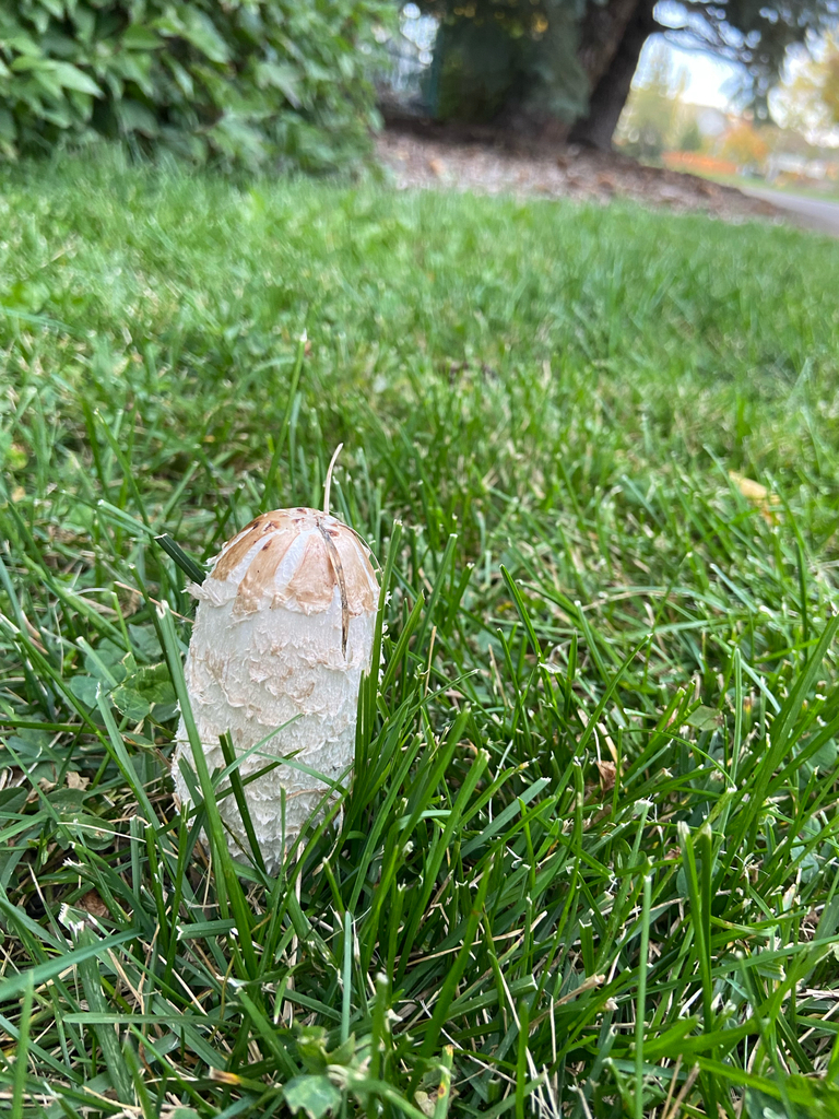 Shaggy Mane · September 2026 · photo: Photo: no rights reserved · iNaturalist