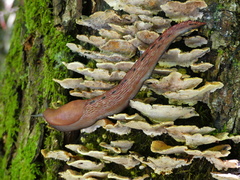 Limax dacampi