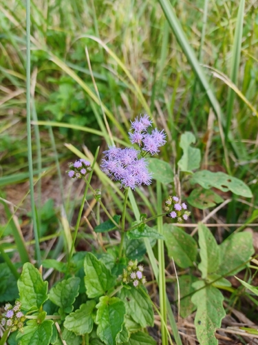 blue mistflower