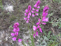 Polygala cretacea