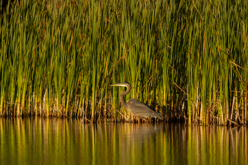 Great Blue Heron