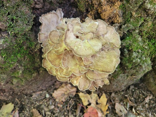 hen of the woods
