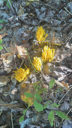 Golden Spindles