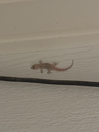Mediterranean House Gecko