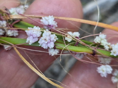 Flat-flowered Dodder