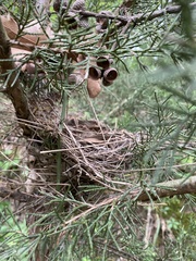 Caprimulgiformes