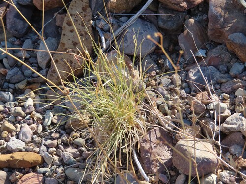 Bouteloua erecta, 2026-09-19