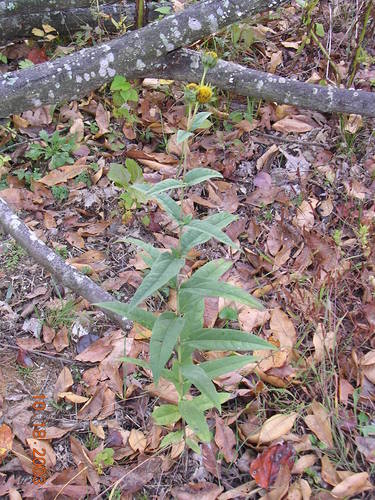 Image of Helianthus eggertii by no rights reserved