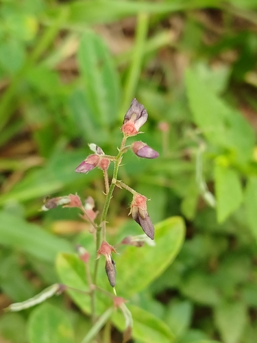 Desmodium incanum, photograph 2