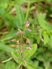 Desmodium incanum, photograph (c) xanderferret, some rights reserved (CC BY)