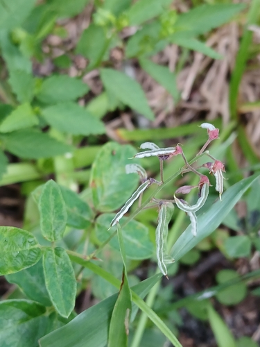 Desmodium incanum, photograph 3