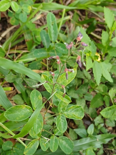 Desmodium incanum, photograph 4