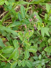 Desmodium incanum, photograph (c) xanderferret, some rights reserved (CC BY)