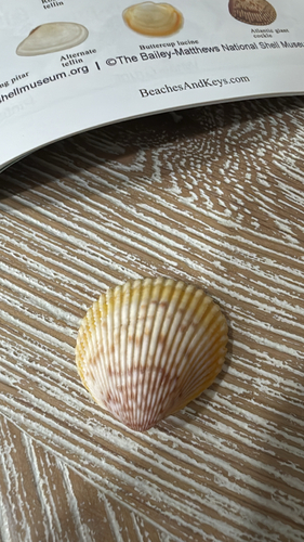 Dallocardia muricata observed 2026-09-22
