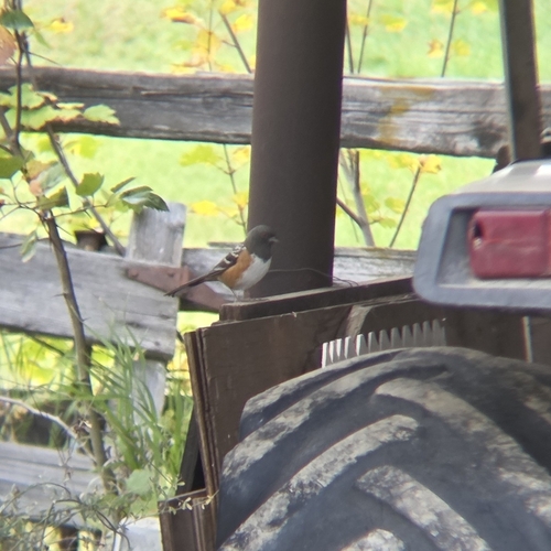 Spotted Towhee