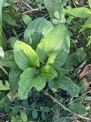 Hackelia virginiana