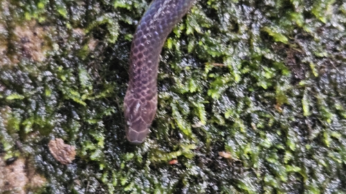 Schmidt's Reed Snake