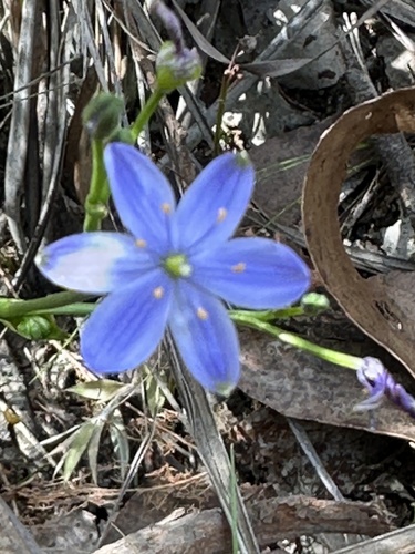 Blue Stars