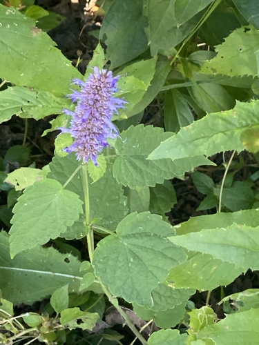 Agastache rugosa