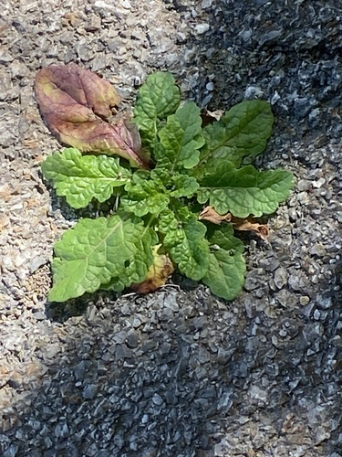 Verbascum blattaria, photograph 5