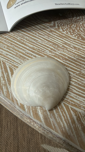 Dosinia discus observed 2026-09-22