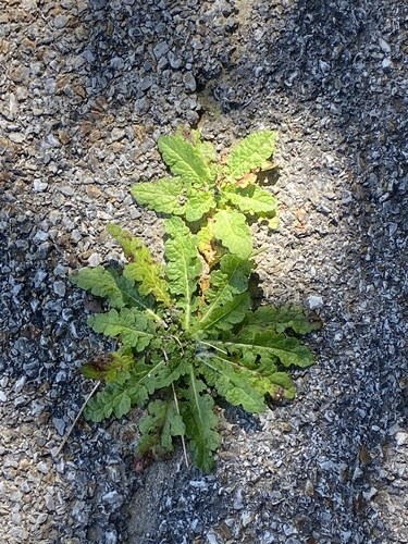 Verbascum blattaria, photograph 6