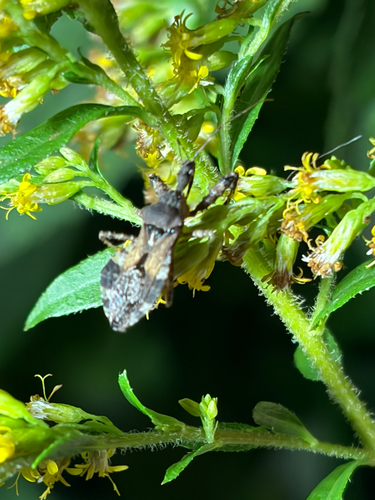 Spiny Assassin Bug
