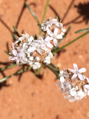 Ipomopsis gunnisonii