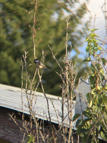Black-capped Chickadee