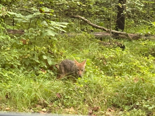 Coyote