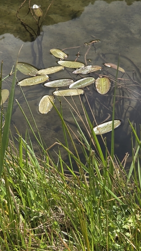 Potamogeton cheesemanii observed 2026-09-24