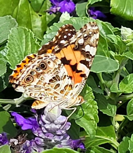 Painted Lady