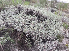 Artemisia hololeuca
