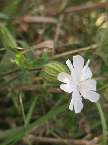 white campion